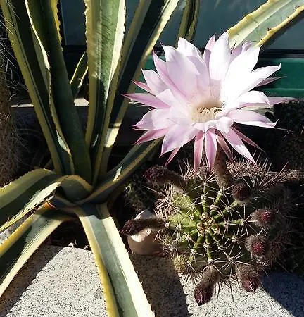 Romana Capoliveri (Isola d'Elba)