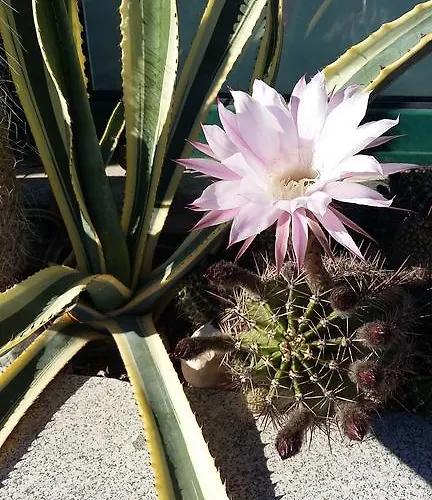 Romana カポリーヴェリ